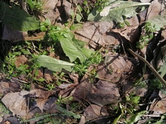 Taraxacum officinale