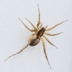 Pardosa delicatula