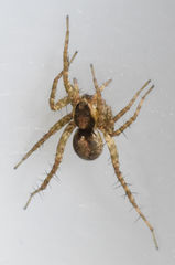 Pardosa delicatula