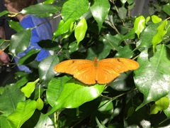 Dryas