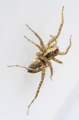 Pardosa delicatula