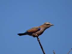Coracias naevius mosambicus