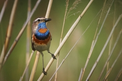 Luscinia svecica svecica