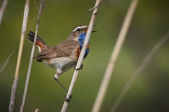 Luscinia svecica svecica