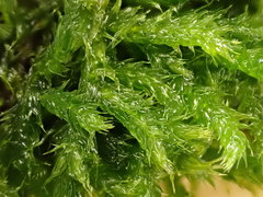 Cirriphyllum crassinervium