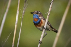Luscinia svecica svecica