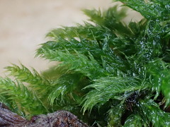 Cirriphyllum crassinervium