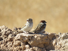 Passer hispaniolensis
