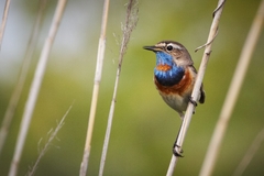 Luscinia svecica svecica