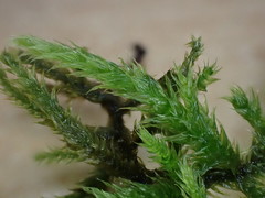 Cirriphyllum crassinervium