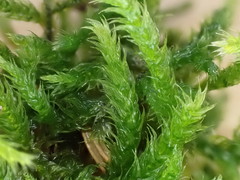 Cirriphyllum crassinervium