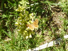 Aricoris indistincta