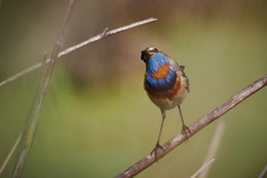 Luscinia svecica svecica