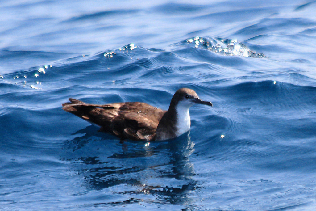 Persian Shearwater photo