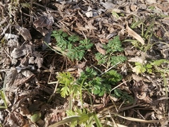 Anthriscus sylvestris