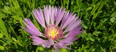 Centaurea pullata