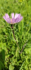 Centaurea pullata