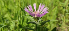 Centaurea pullata