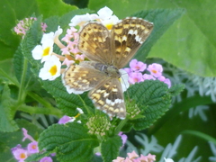 Aricoris indistincta