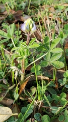 Lupinus texensis