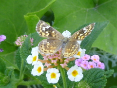 Aricoris indistincta