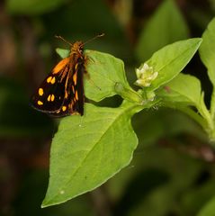 Metisella metis