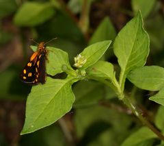 Metisella metis