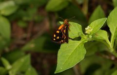 Metisella metis
