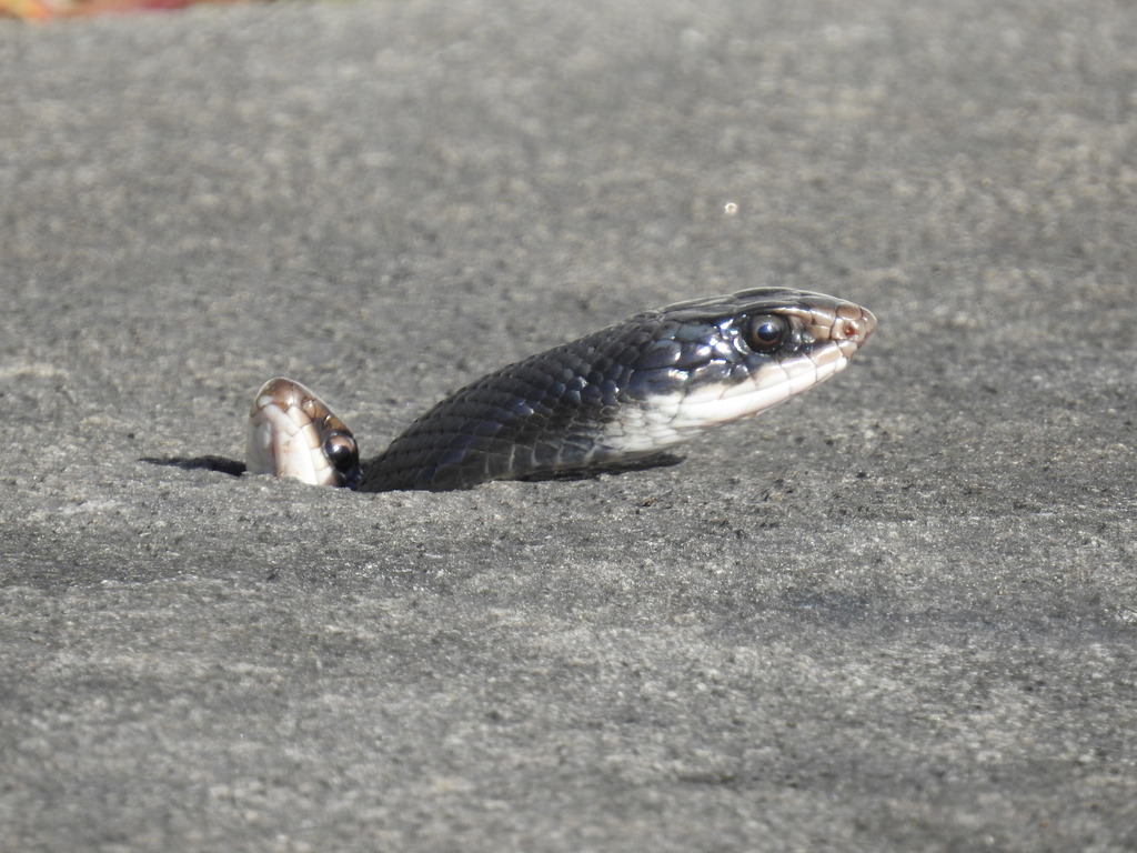 Eastern Racer