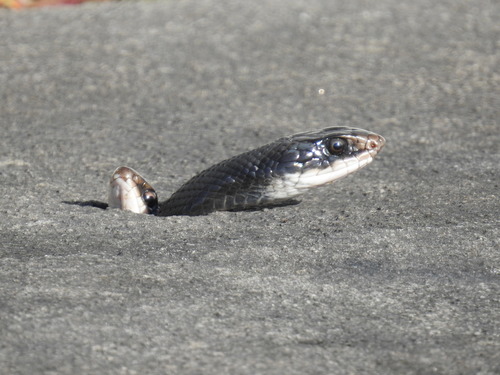 Eastern Racer