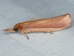 Peoria gematella