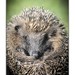 European Hedgehog - Photo (c) allfr3d, some rights reserved (CC BY-NC)