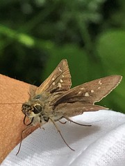 Pelopidas mathias mathias