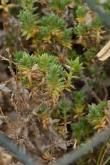 Crucianella maritima