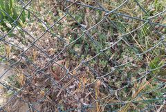 Crucianella maritima