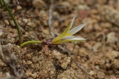 Romulea columnae rollii