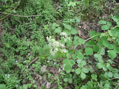 Thalictrum baicalense