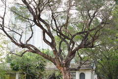 Acacia confusa