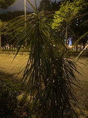 Dracaena reflexa angustifolia
