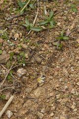 Romulea columnae rollii
