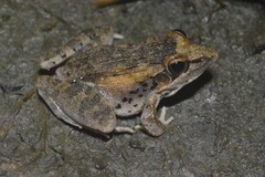 Ptychadena anchietae