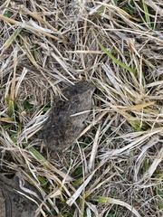 Microtus ochrogaster