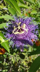 Passiflora incarnata × cincinnata