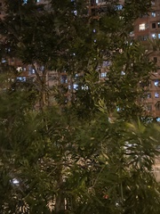 Podocarpus macrophyllus