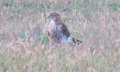 Accipiter cooperii