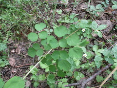 Thalictrum baicalense