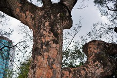 Acacia confusa