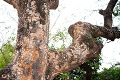 Acacia confusa