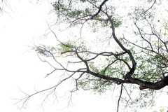 Acacia confusa