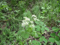 Thalictrum baicalense